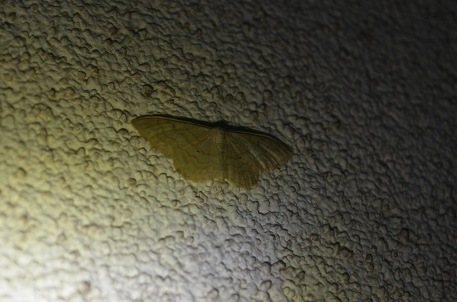 egyszínű sávosaraszoló - Idaea deversaria