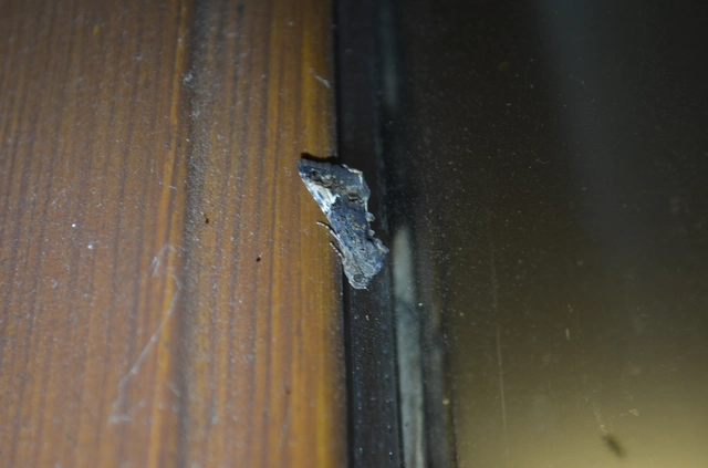 folyófűbagoly - Aedia funesta