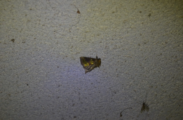 aranybagoly - Diachrysia chrysitis