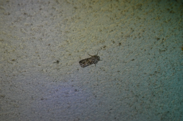 gyújtoványfű-apróbagoly - Calophasia lunula