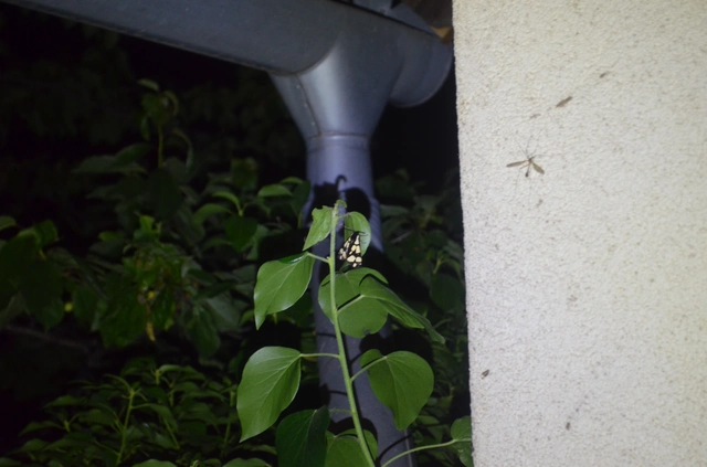 fekete medvelepke - Arctia villica