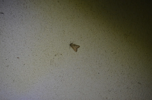 L-betűs rétibagoly - Mythimna l-album