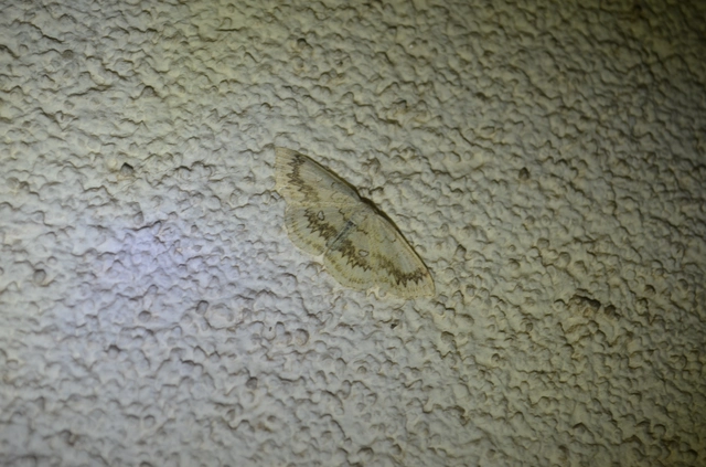 gyűrűs pettyesaraszoló - Cyclophora annularia