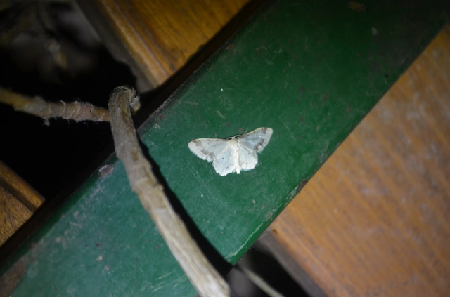 csúcsfoltos apróaraszoló - Idaea trigeminata