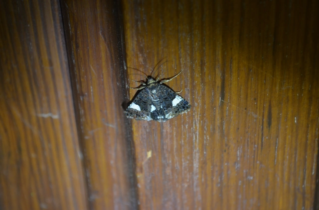 fekete nappalibagoly - Tyta luctuosa