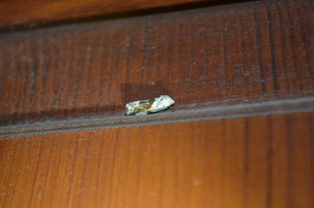 parlagfűbagoly - Ponometia candefacta