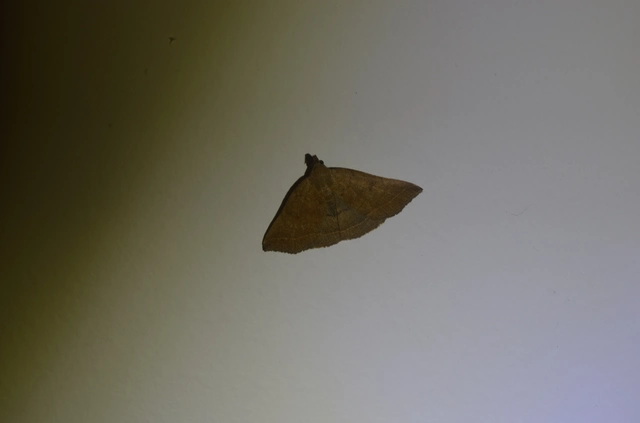 tollascsápú karcsúbagoly - Pechipogo plumigeralis