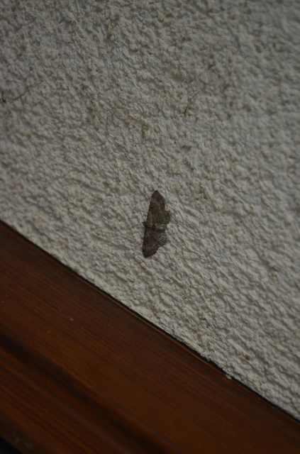 hamvas törpearaszoló - Pasiphila chloerata