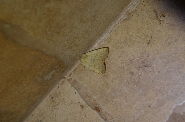 háromsávos lombbagoly - Charanyca trigrammica