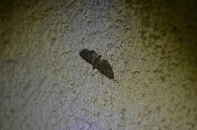 rozsdástestű törpearaszoló - Eupithecia haworthiata