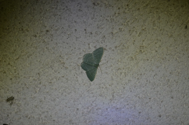 fehérpettyes zöldaraszoló - Phaiogramma etruscaria