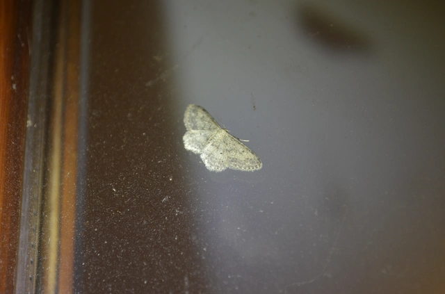 szürke apróaraszoló - Idaea seriata