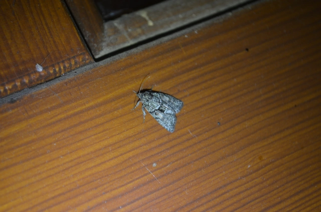 homoki zuzmóbagoly - Cryphia fraudatricula