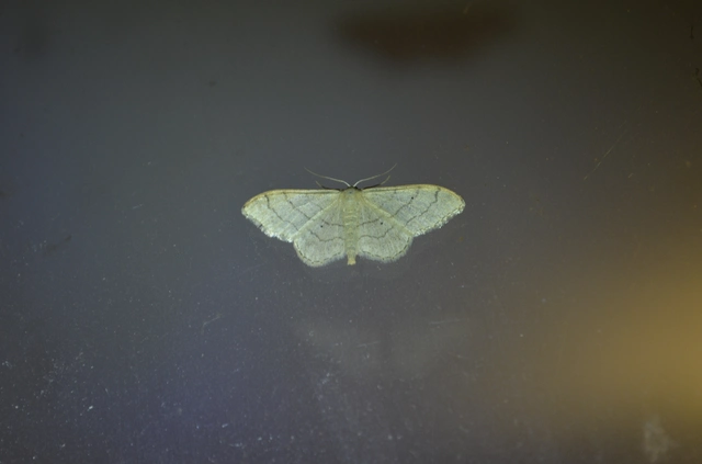 nagy sávosaraszoló - Idaea aversata