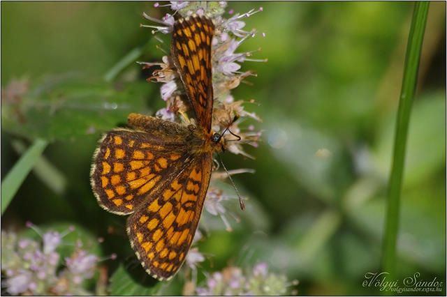 Melitaea athalia - közönséges tarkalepke