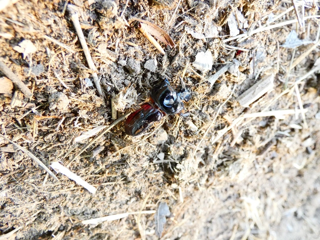 Copris lunaris - közönséges holdszarvú-ganéjtúró
