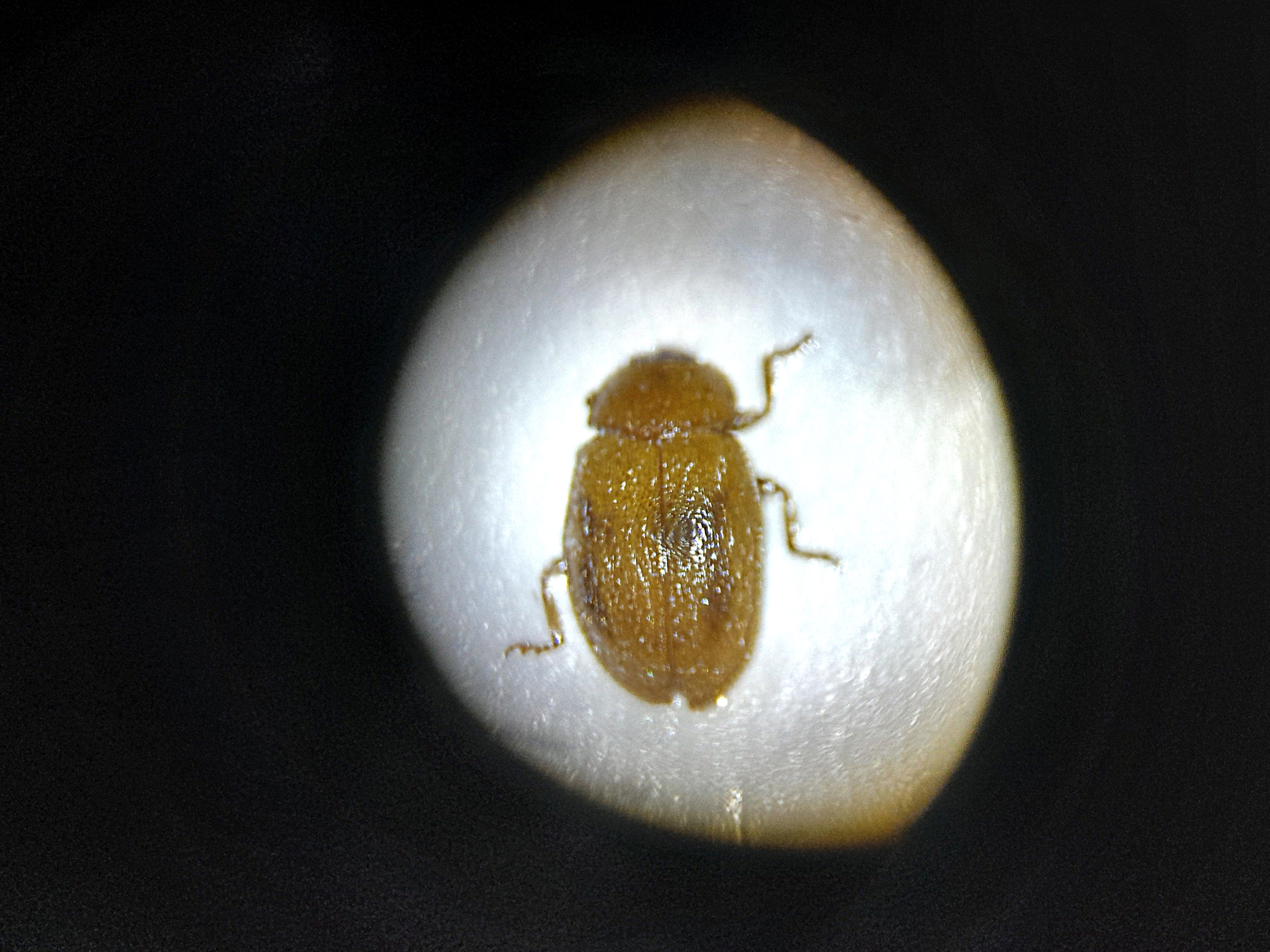 Rhyzobius chrysomeloides - szalagos félböde