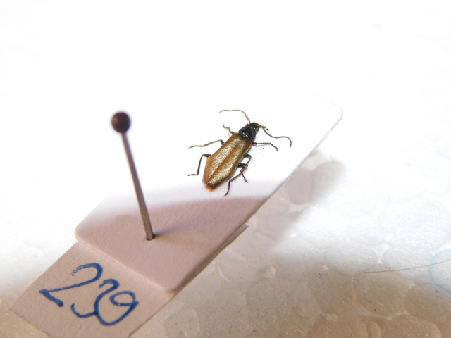 Rhagonycha nigripes