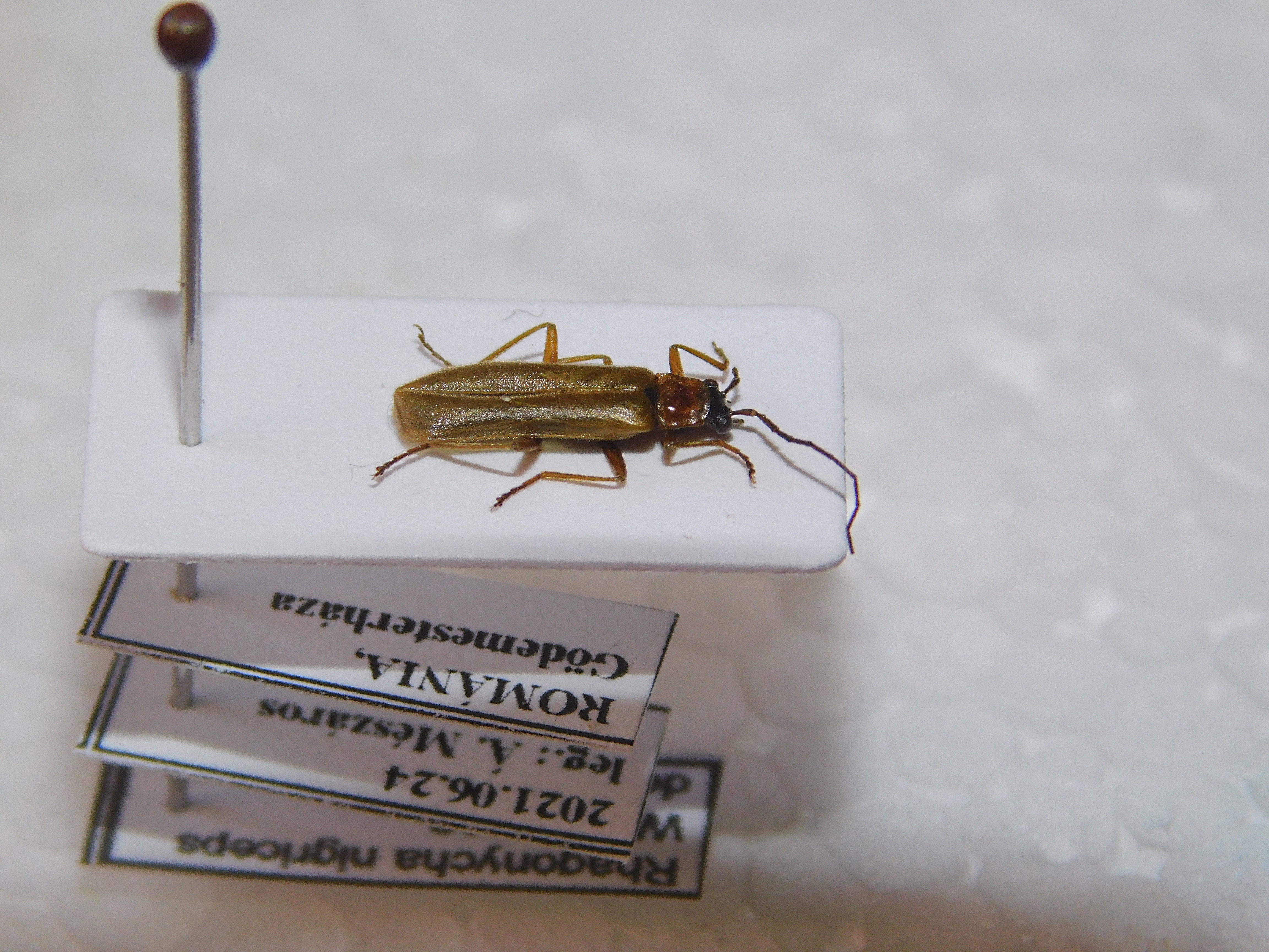 Rhagonycha nigriceps