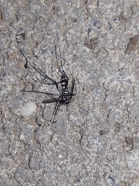 Culicidae - csípőszúnyogok