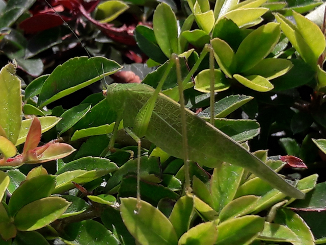Phaneroptera nana - pontozott repülőszöcske