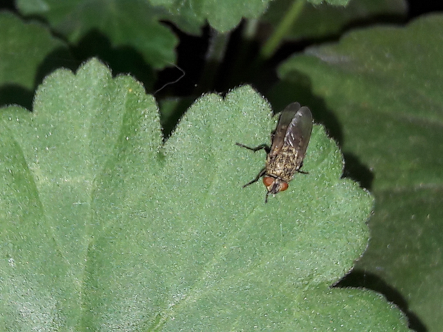 Pollenia