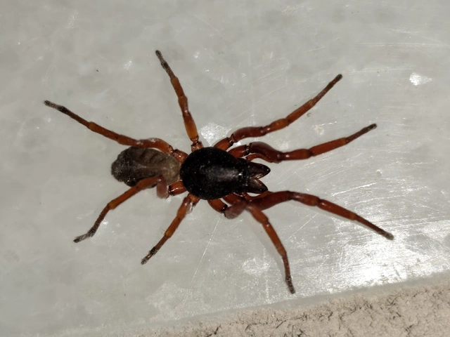 Dysderidae - fojtópókok