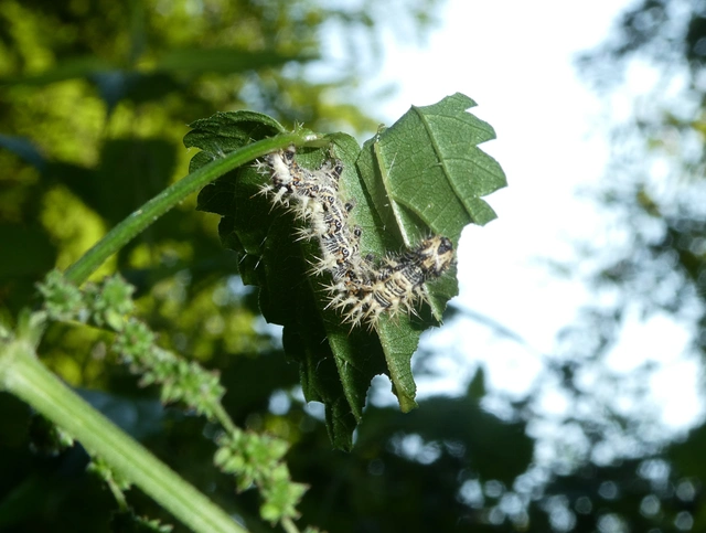 Nymphalis c-album - C-betűs lepke