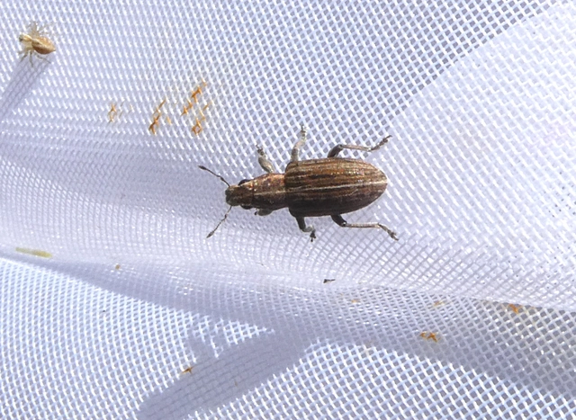 Sitona puncticollis - nagy csipkézőbogár