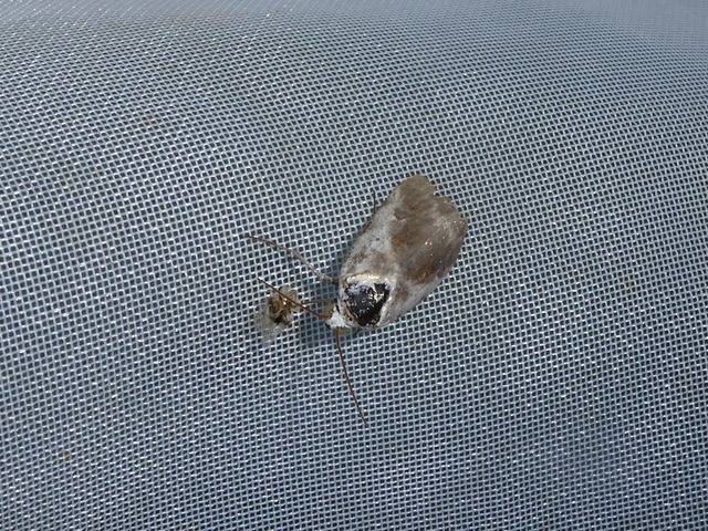 Ponometia candefacta - parlagfűbagoly