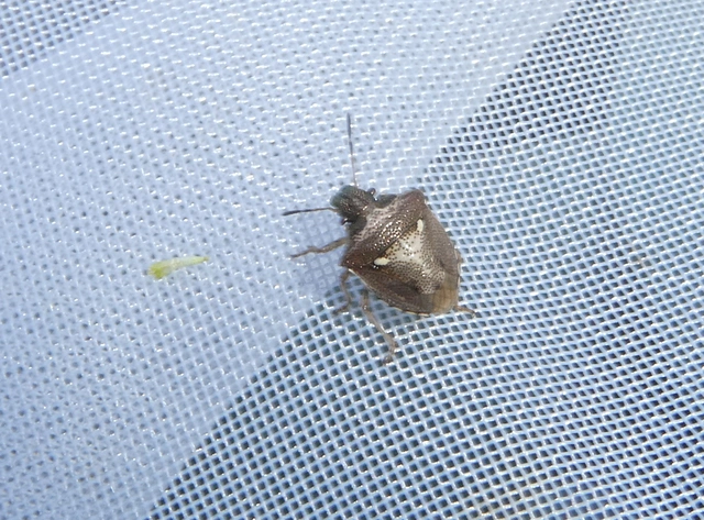 Eysarcoris aeneus - fémes feketefejű-poloska Eysarcoris aeneus - fémes feketefejű-poloska
