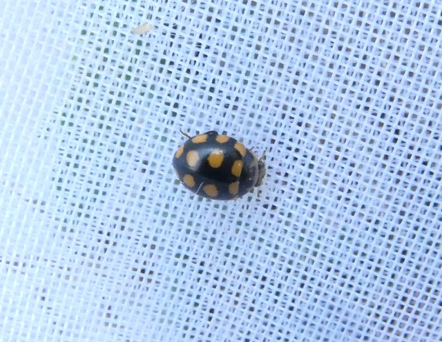 Coccinula quatuordecimpustulata - feketesárga katóka