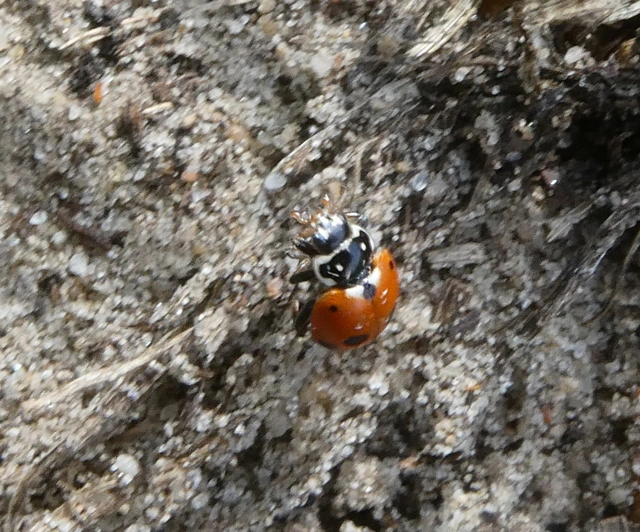 Hippodamia variegata - tizenhárompettyes katica