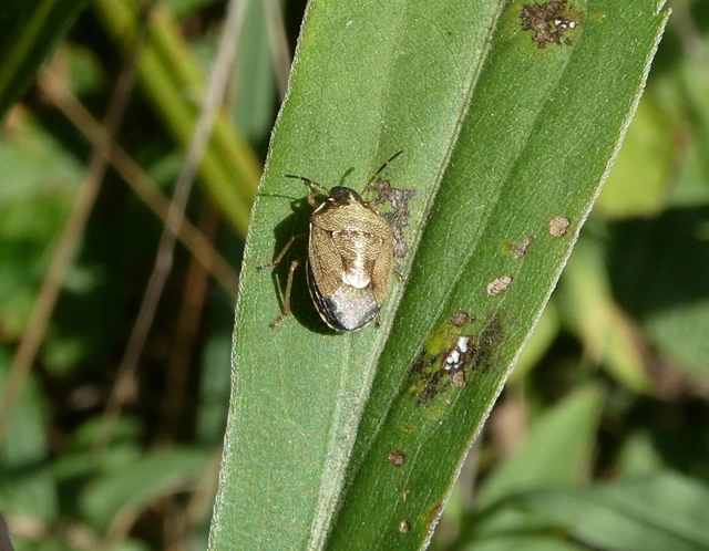 Rubiconia intermedia - bronzos címerespoloska