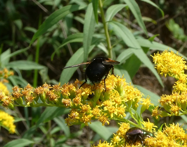 Tachina grossa - óriás fürkészlégy