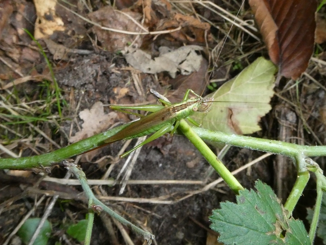 Conocephalus fuscus - kis kúpfejűszöcske