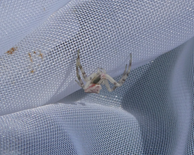 Thomisus onustus - fehér karolópók