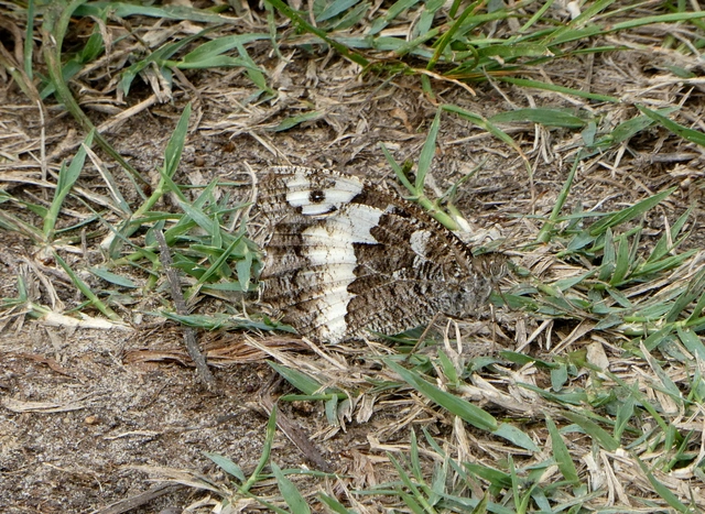 Brintesia circe - fehéröves szemeslepke