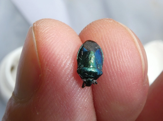 Zicrona caerulea - acélkék poloska Zicrona caerulea - acélkék poloska