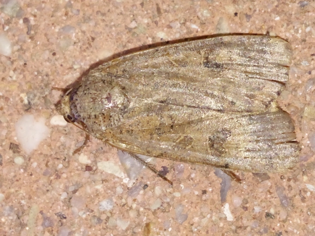 Noctua interposita - köztes sárgafűbagoly