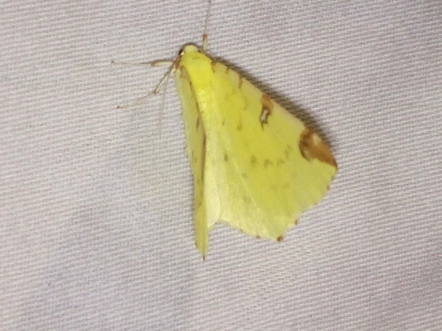 Opisthograptis luteolata - citromsárga araszoló