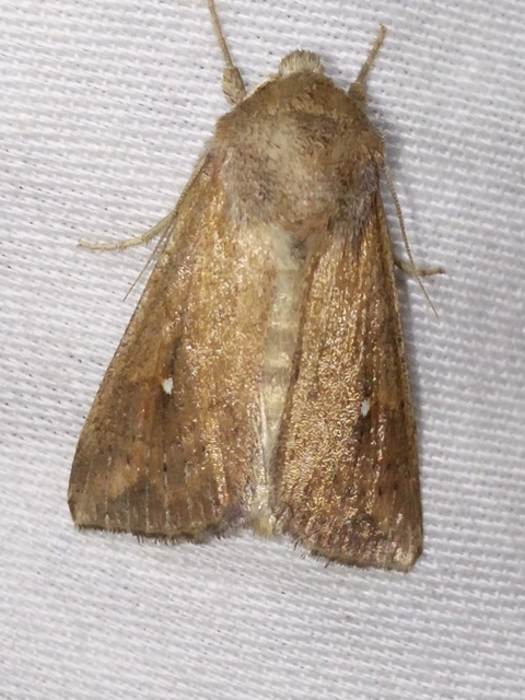 Mythimna albipuncta - fehérpettyes rétibagoly