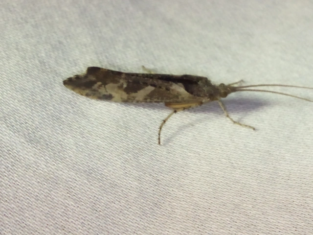 Trichoptera - Tegzesek