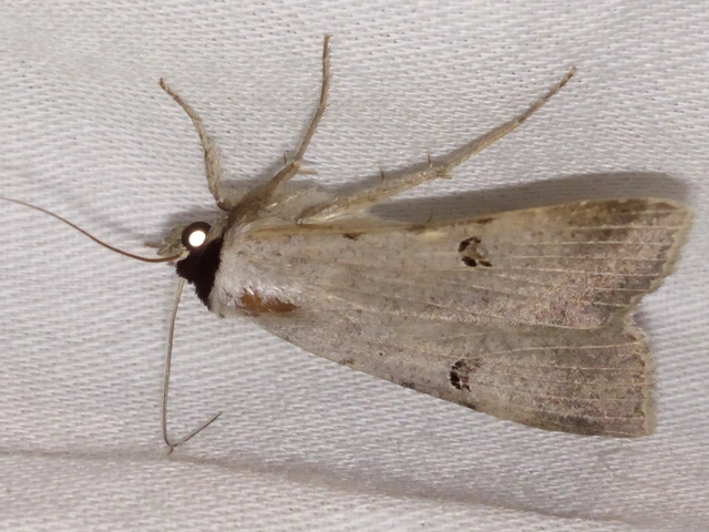 Lygephila craccae - gyakori csüdfűbagoly
