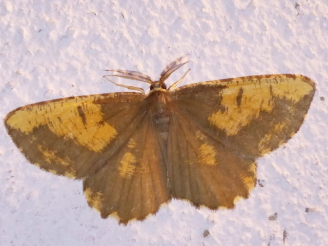 Angerona prunaria - sárga kökényaraszoló