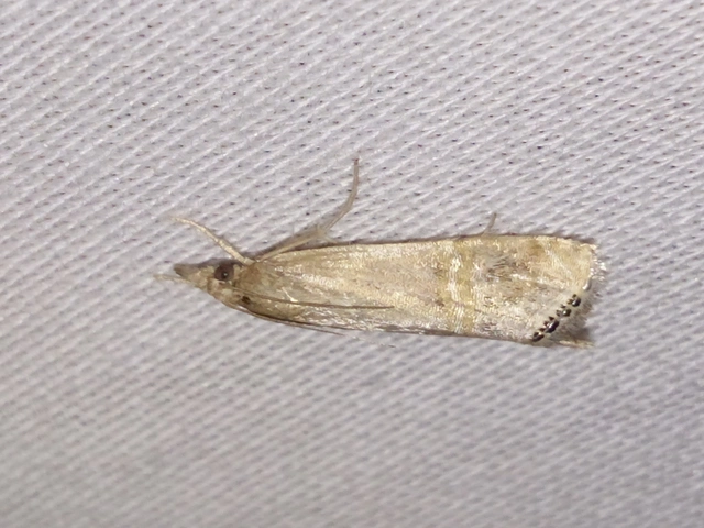 Euchromius ocellea - ezüstcsíkos mozaikmoly