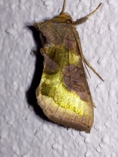 Diachrysia chrysitis/stenochrysis