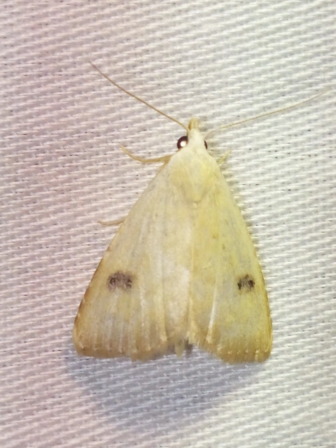 Rivula sericealis - selymes lórombagoly