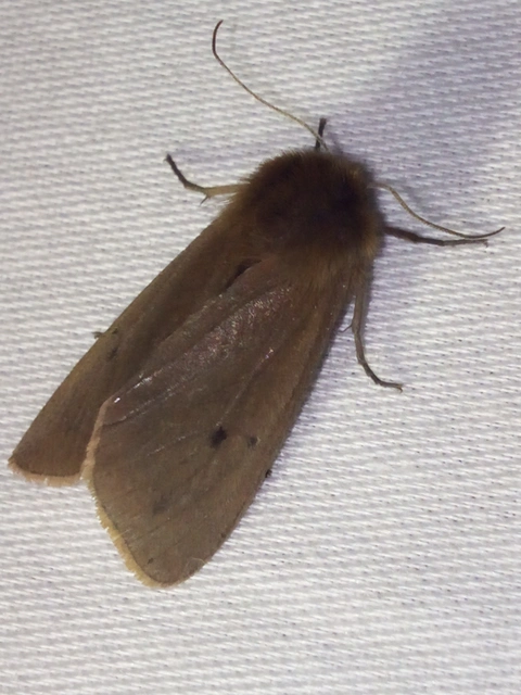 Phragmatobia fuliginosa - füstös medvelepke