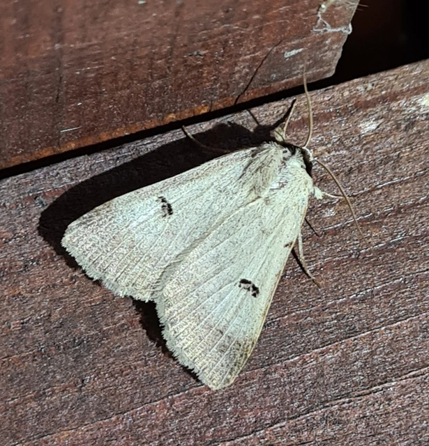 Lygephila craccae - gyakori csüdfűbagoly